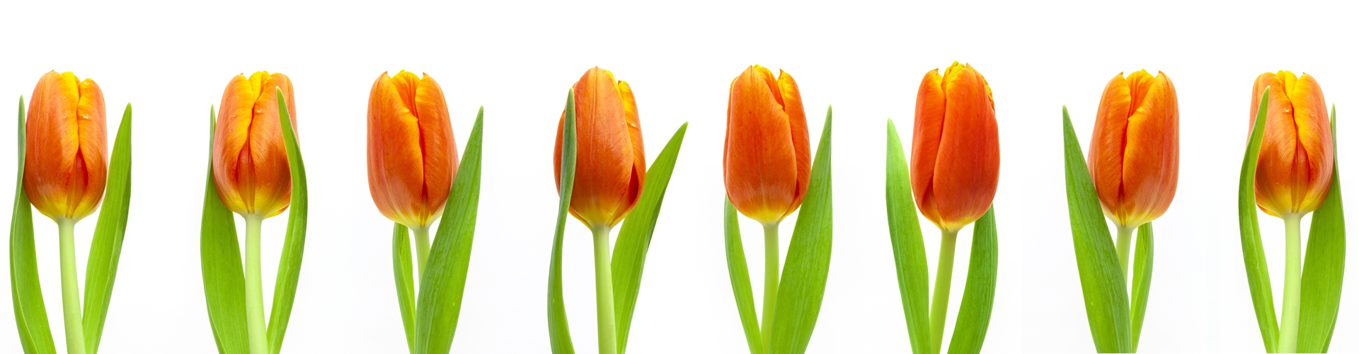 Tulpen zum Internationalen Frauentag